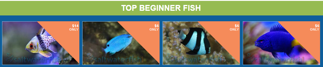 top-beginner-fish.png