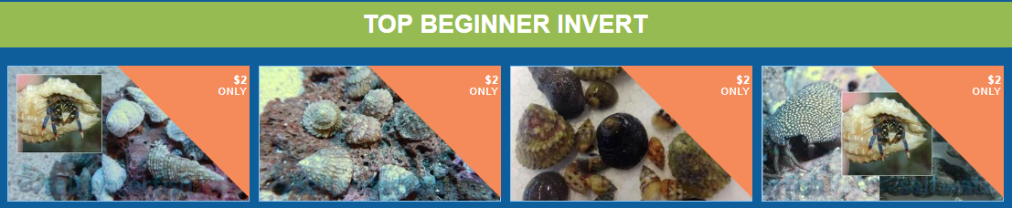 top-beginner-invert.png