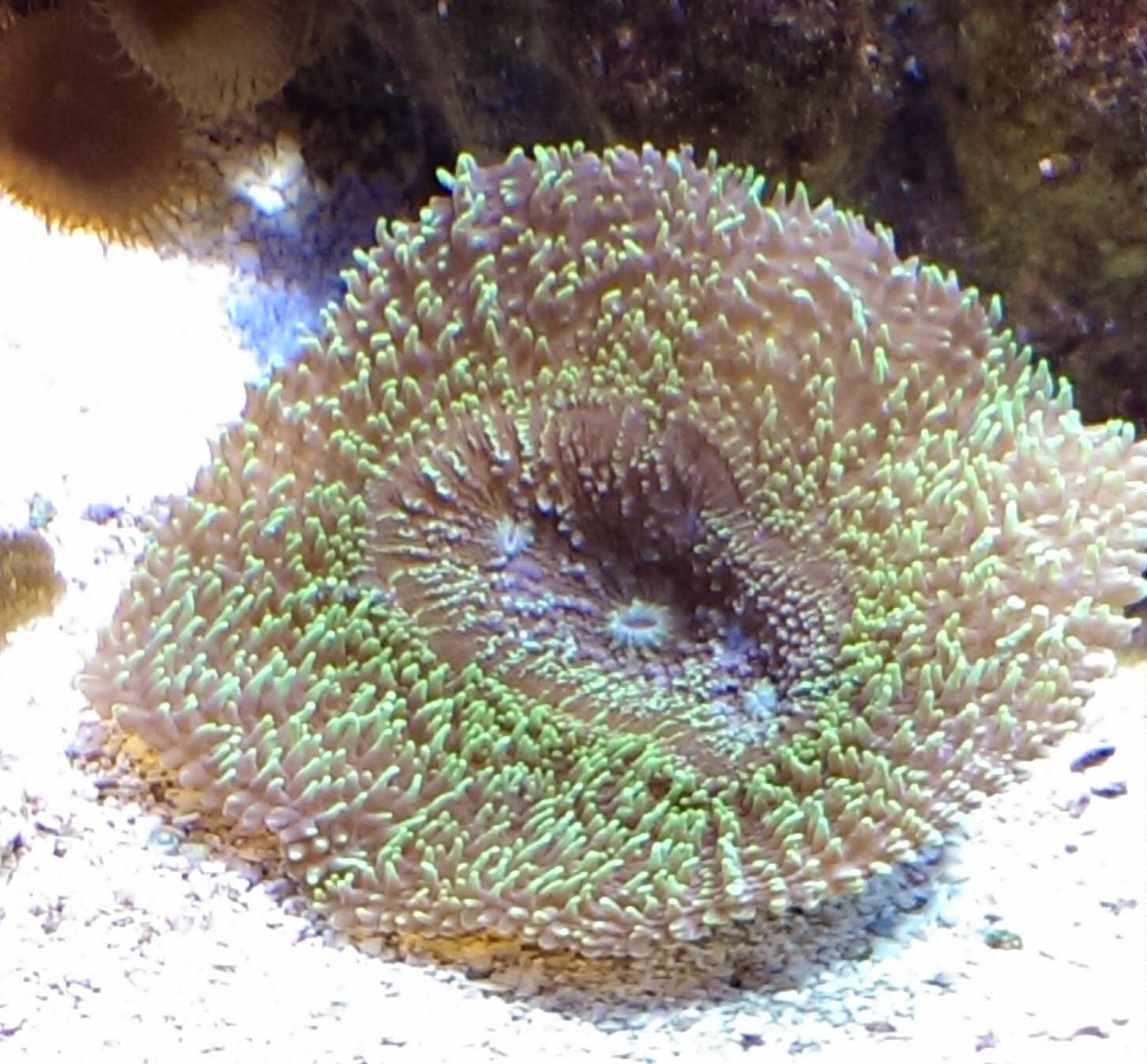 Unnone LPS coral.jpg