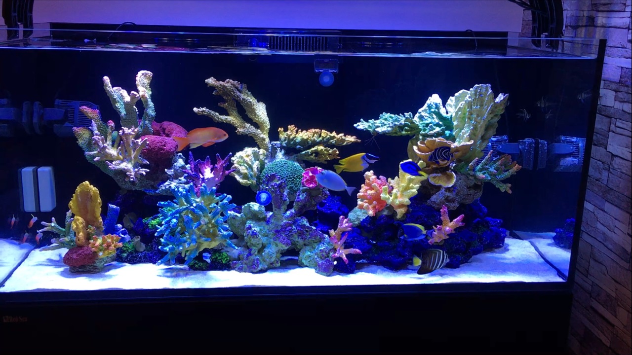 Fish only saltwater tank sale