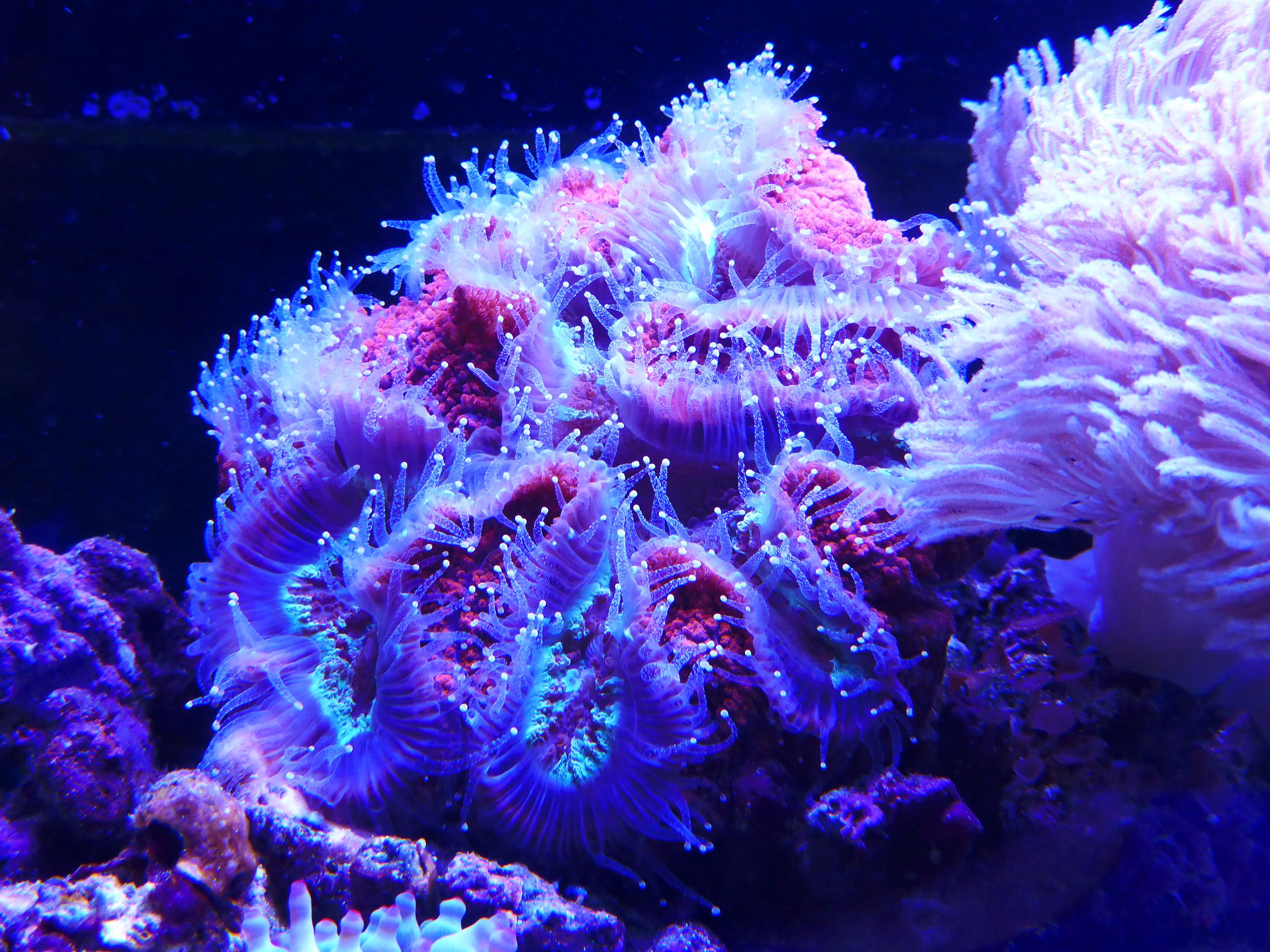 xmas reef pics 001.JPG