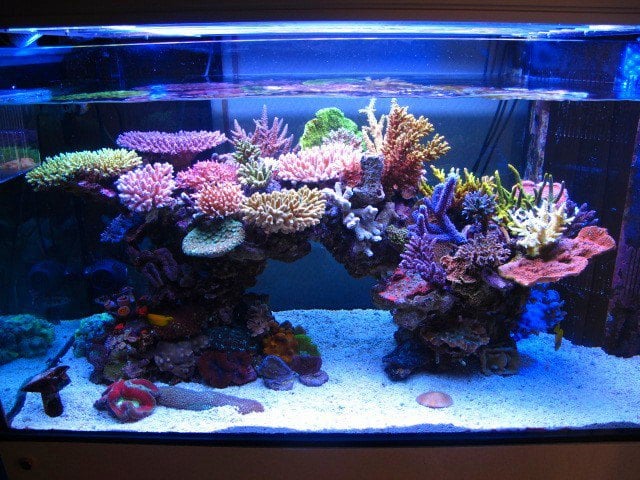 Is it possible to have a reef tank look like this? What do ...