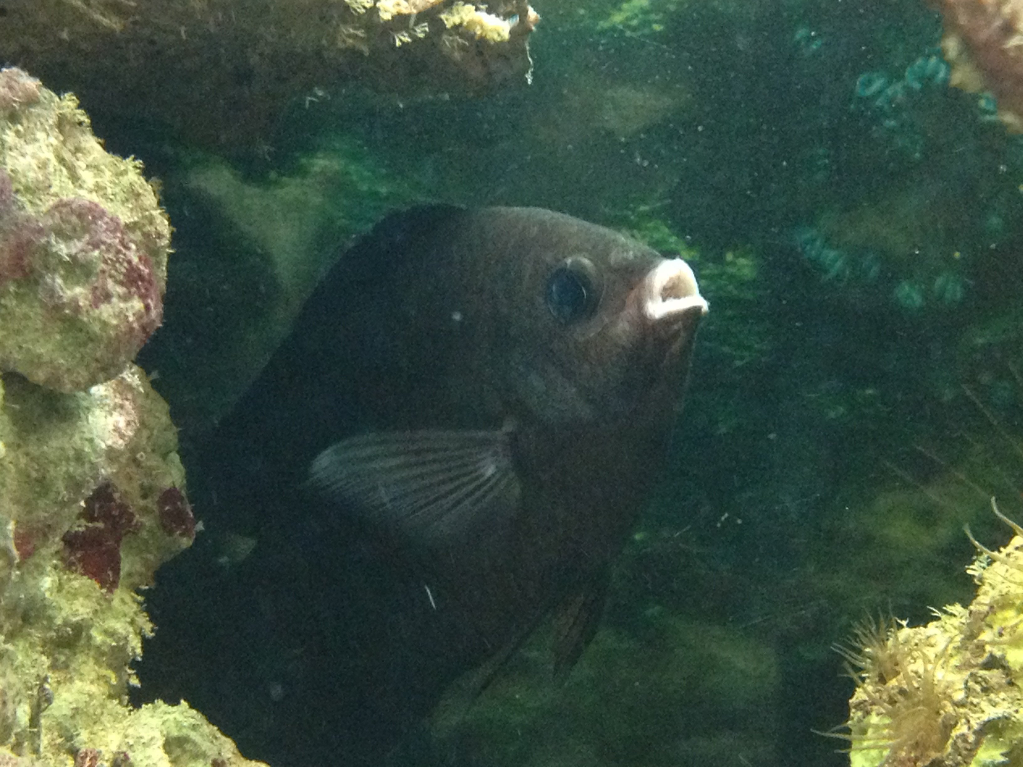 Help! Fish has White Lips!! Forums for