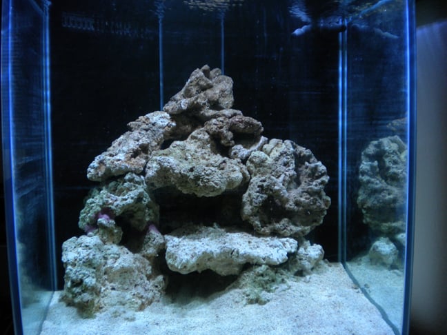 AQUSCAPING TIPS/ IDEAS | Saltwaterfish.com Forums for Fish Lovers!