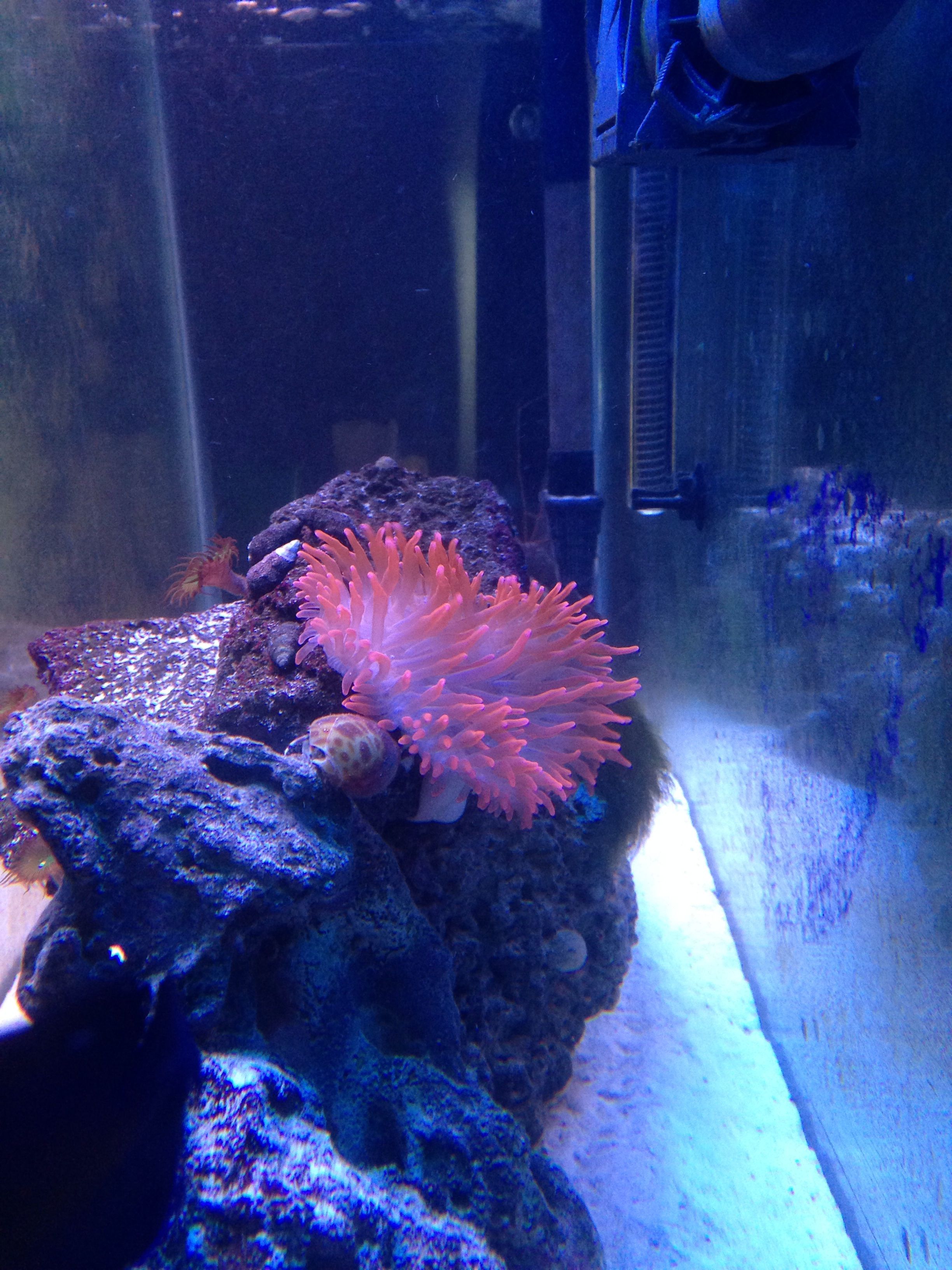 Maxi Mini Anemone Reef Tank Coral Reef Aquarium