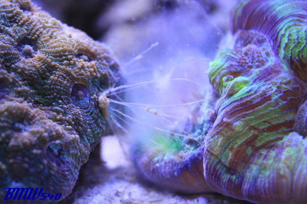 Acan Echinata -vs- Wellso **Coral at WAR** | Saltwaterfish.com Forums ...