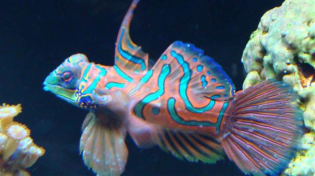 Mandarin & Ich | Saltwaterfish.com Forums for Fish Lovers!
