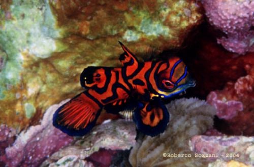 some pics from today and a new red mandarin dragonet | Saltwaterfish Forum