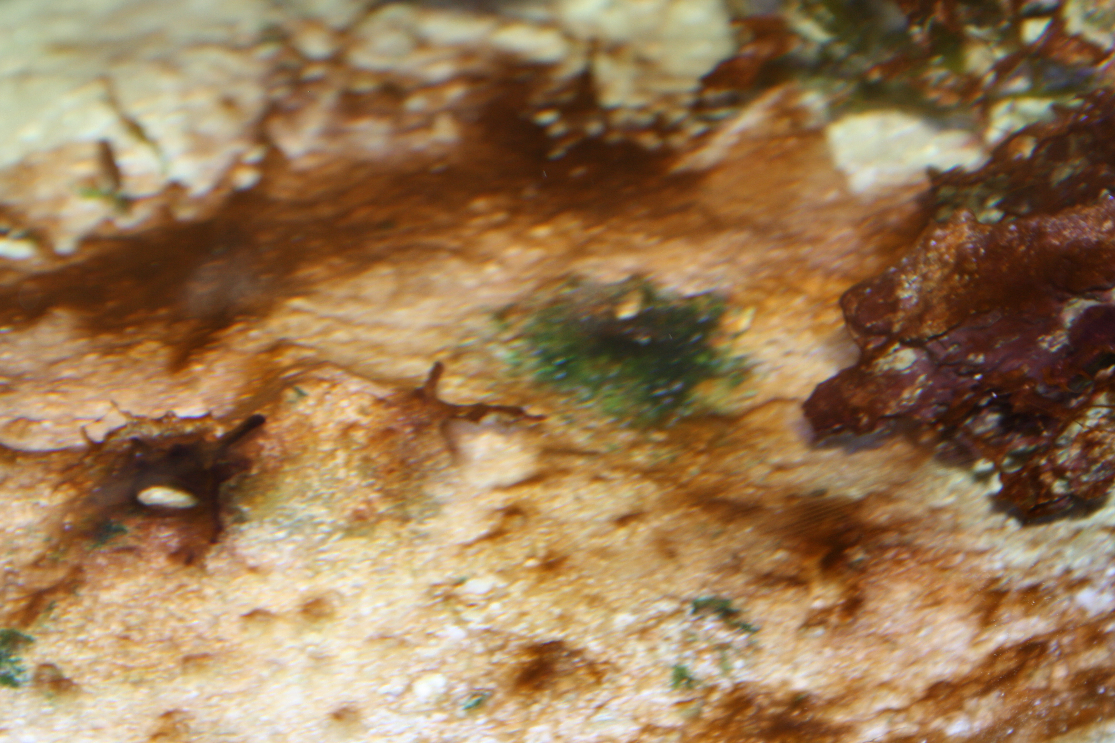 Help! I cant get rid of this brown algae!! | Saltwaterfish ...
