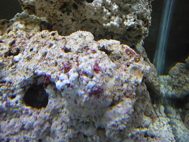 Purple Coralline Algae Growth | Saltwaterfish.com Forums for Fish Lovers!