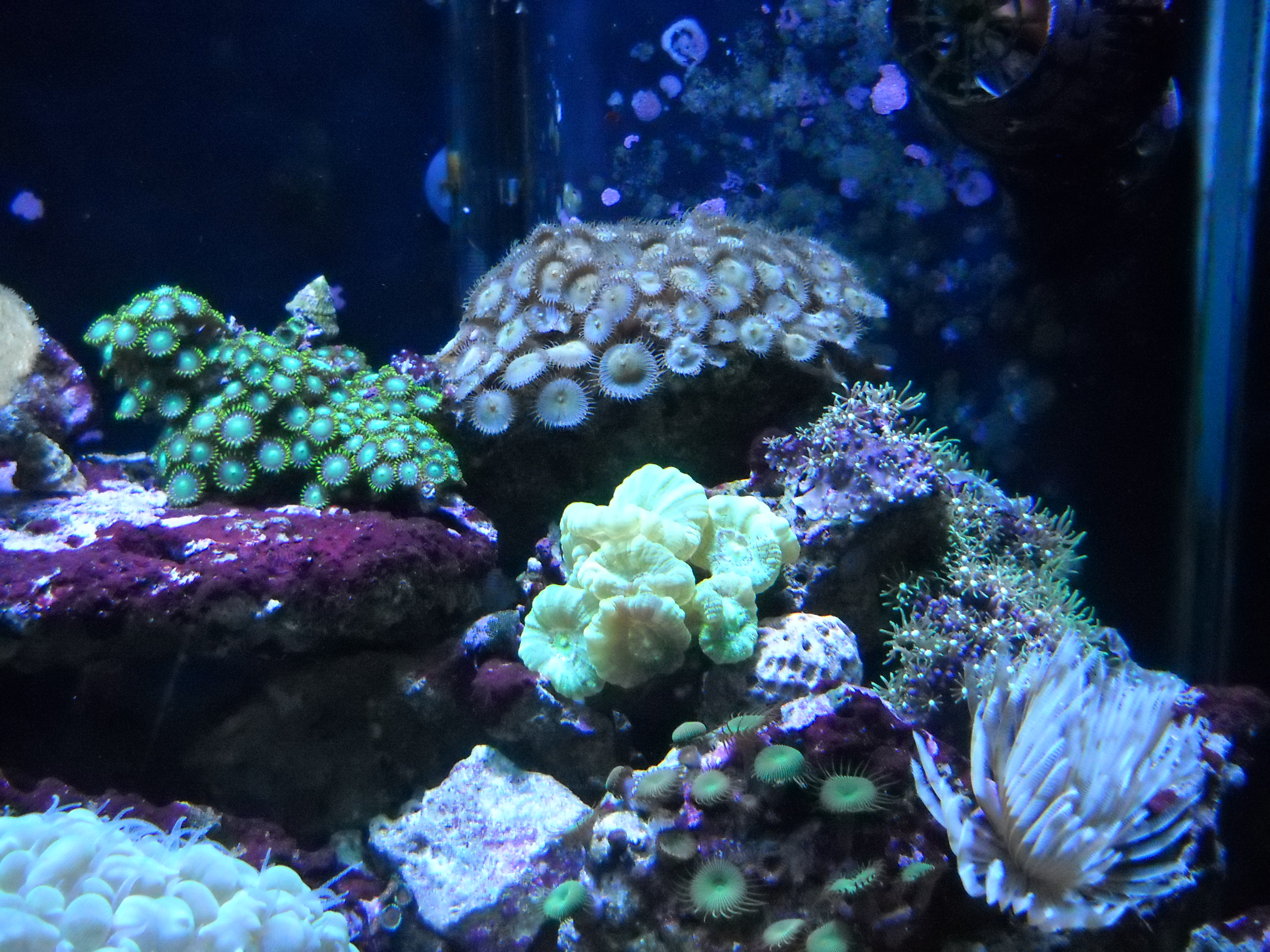 Crushed coral or sand bed?????? with pics of my tank ...