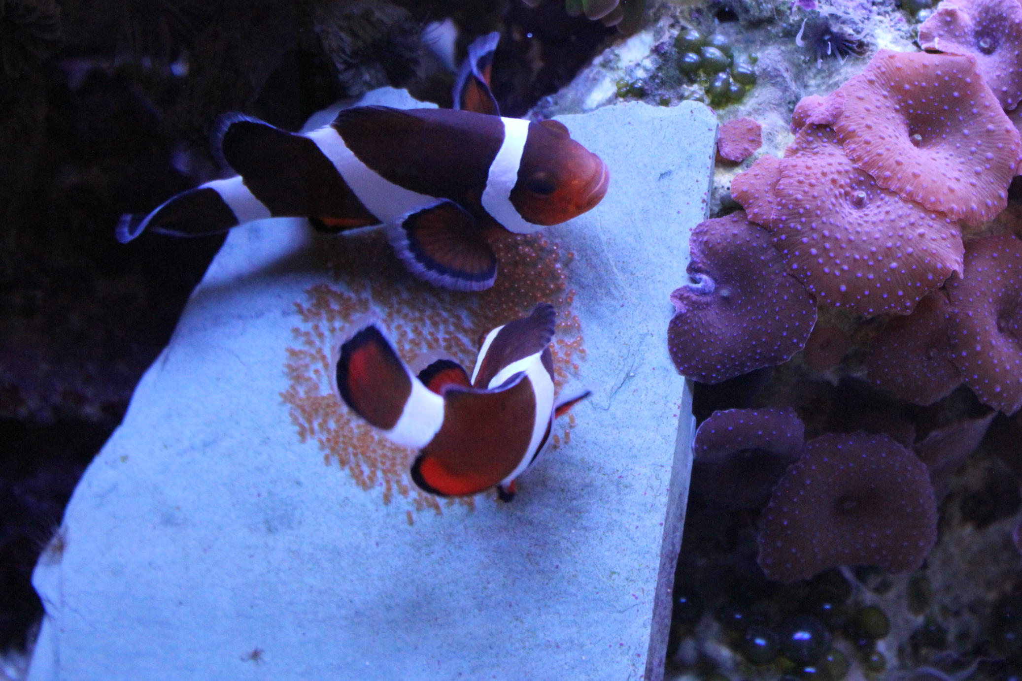 Black and white percula clownfish breeding Saltwaterfish