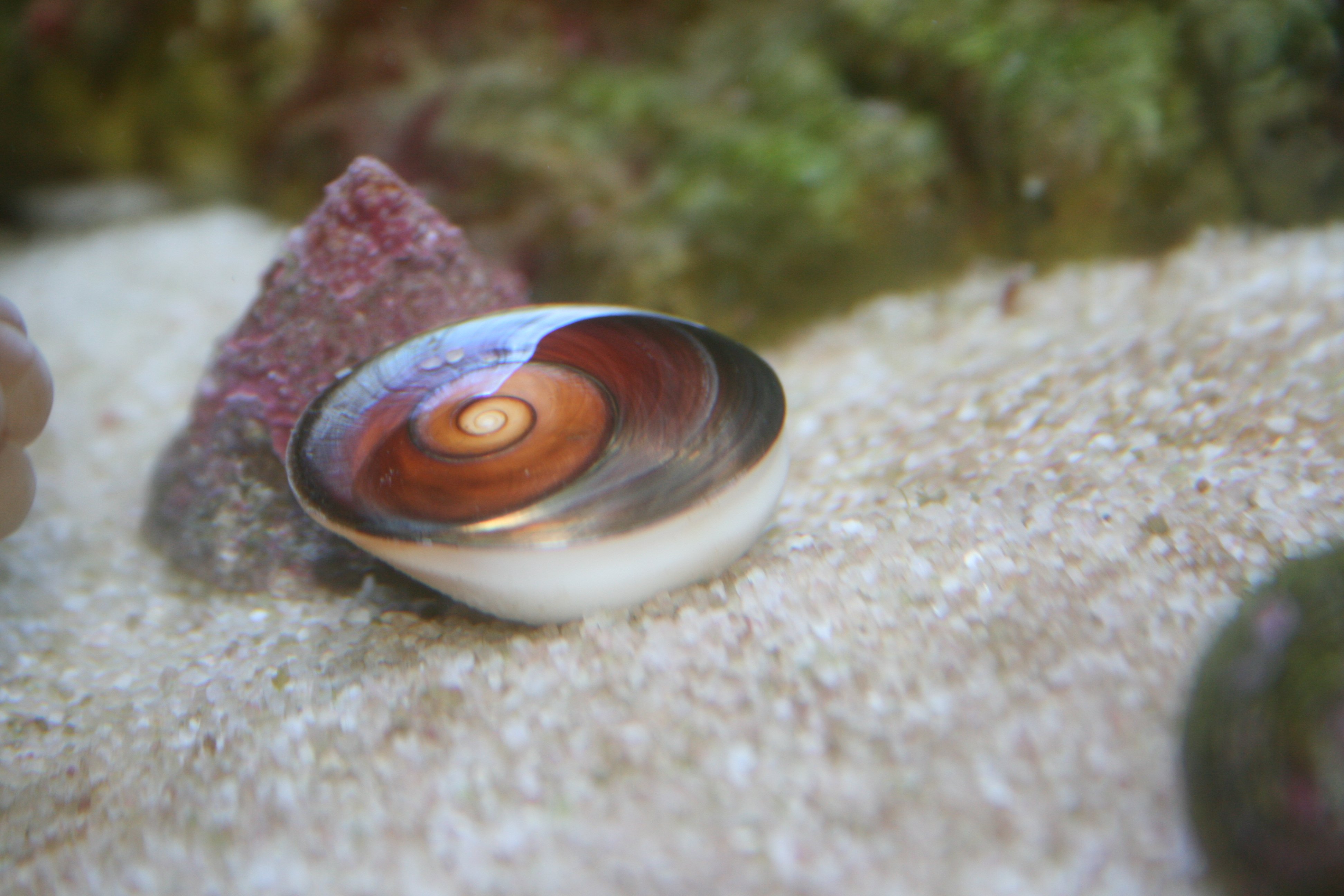 turbo snail saltwater