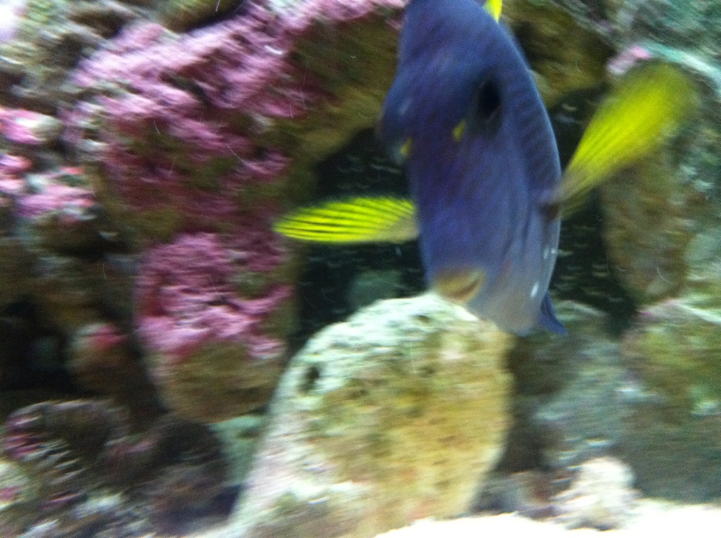 Purple Tang.... White blisters? Doesn't look like Ich