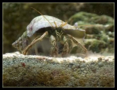 Clibanarius vittatus aka thin stripe hermit | Saltwaterfish.com Forums ...