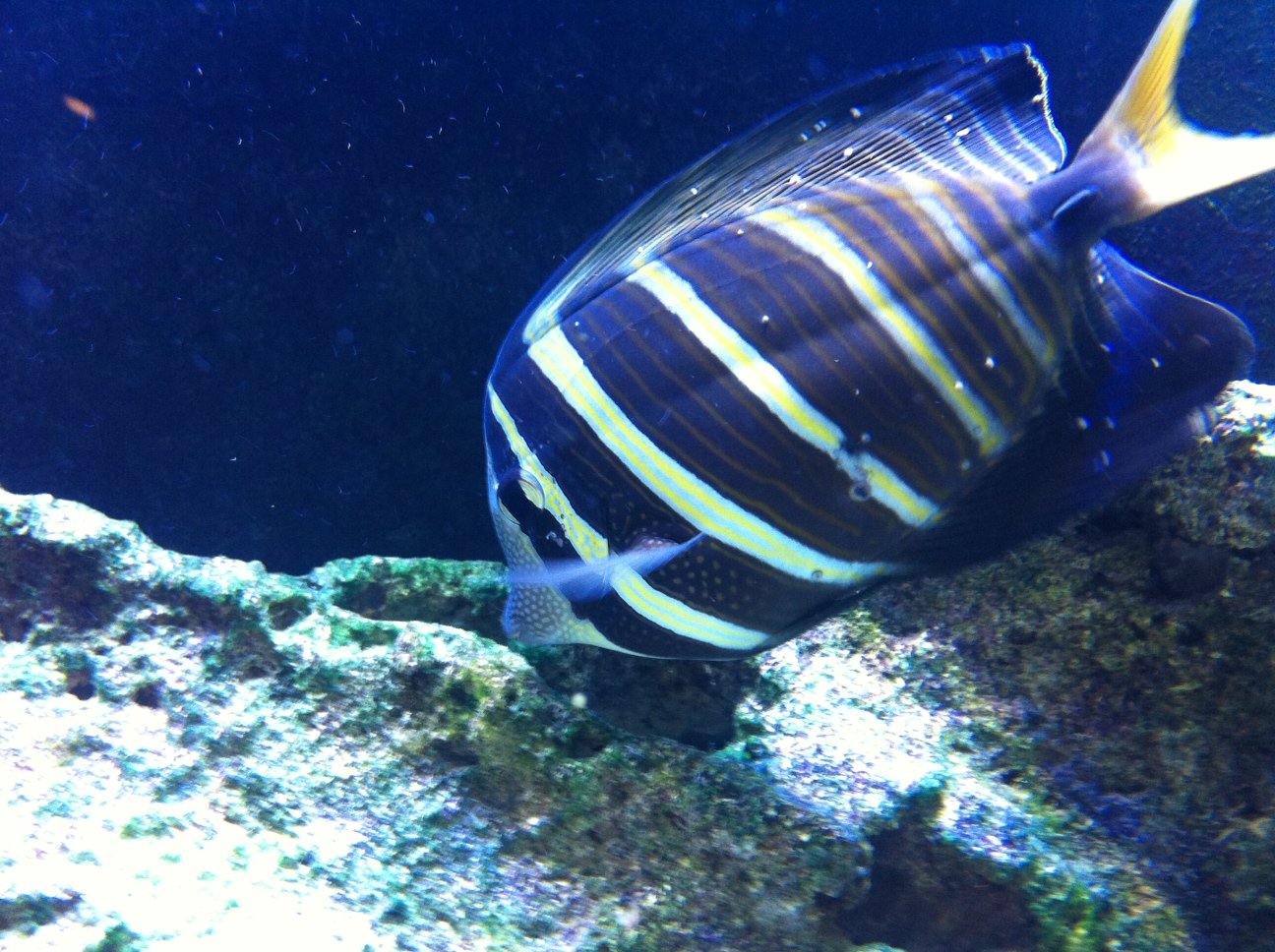 Sailfin Tang has sores and larger than ich white spots