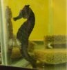 Sick Seahorse 2.jpg