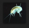 copepods_amphipods.PNG