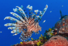 volitan-lionfish-e1551111881128.png