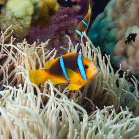 blenny boy