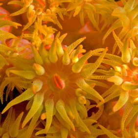 sea coral