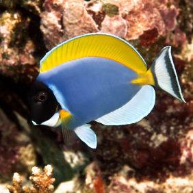 blenny dude