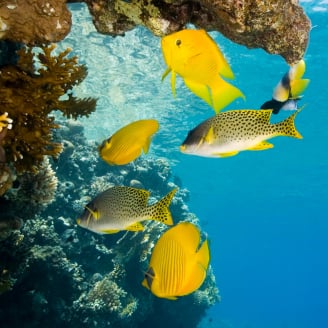 how to feed saltwater fish while on vacation