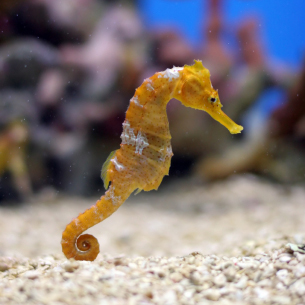 scooter blenny