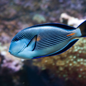 headlessfish