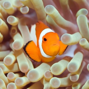 clownishfish