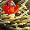 firefish_48