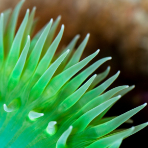 hyansanos