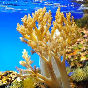 coral-reefs