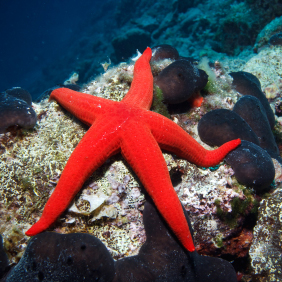 blenny