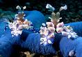 saltwater321