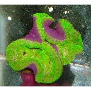 Green Carpet Anemone - Purple Foot - Saltwaterfish.com Forum