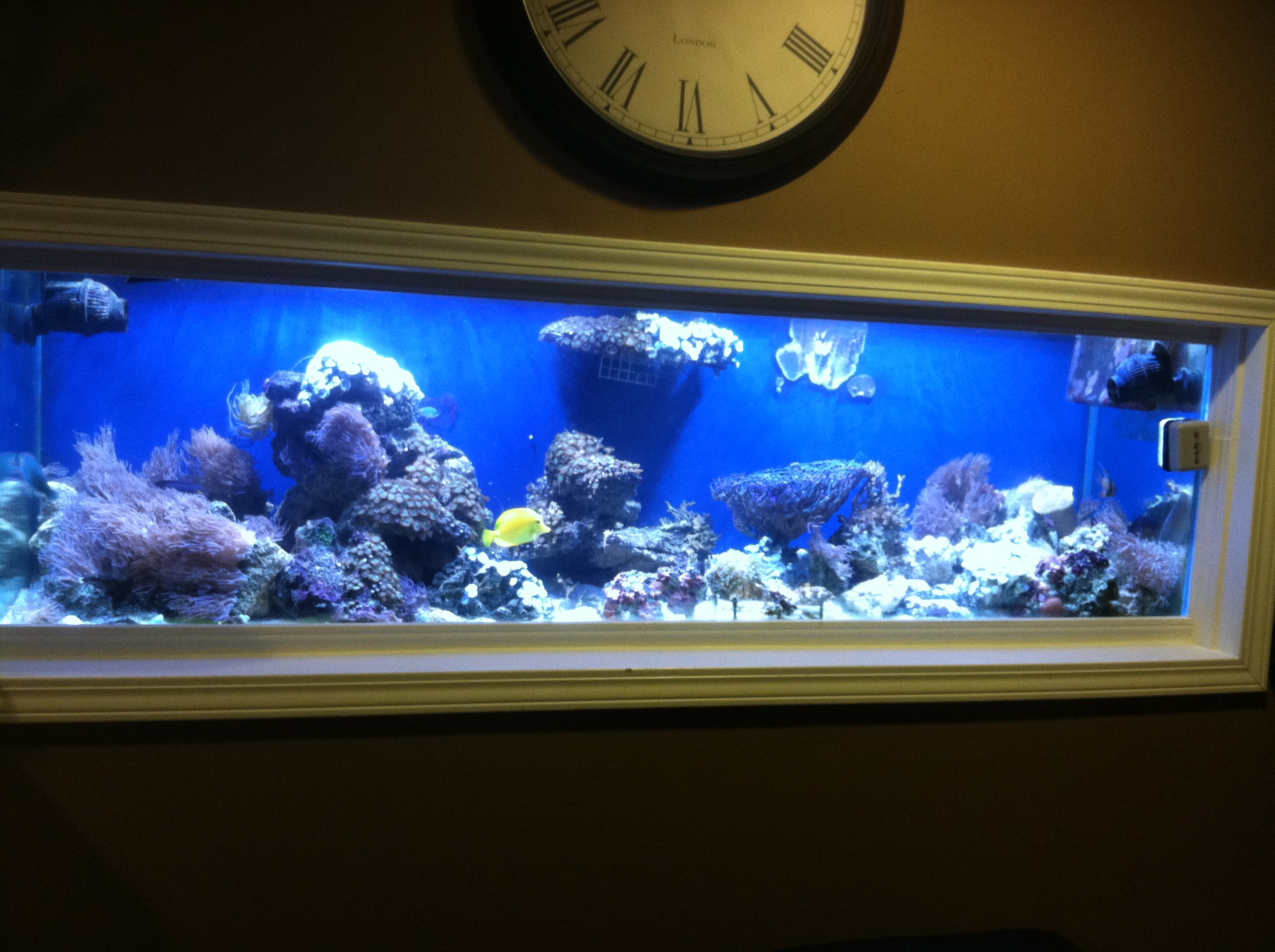 New 300 Gallon In Wall Tank Build Saltwaterfish Com Forums For Fish Lovers,Sausage Gravy Pizza