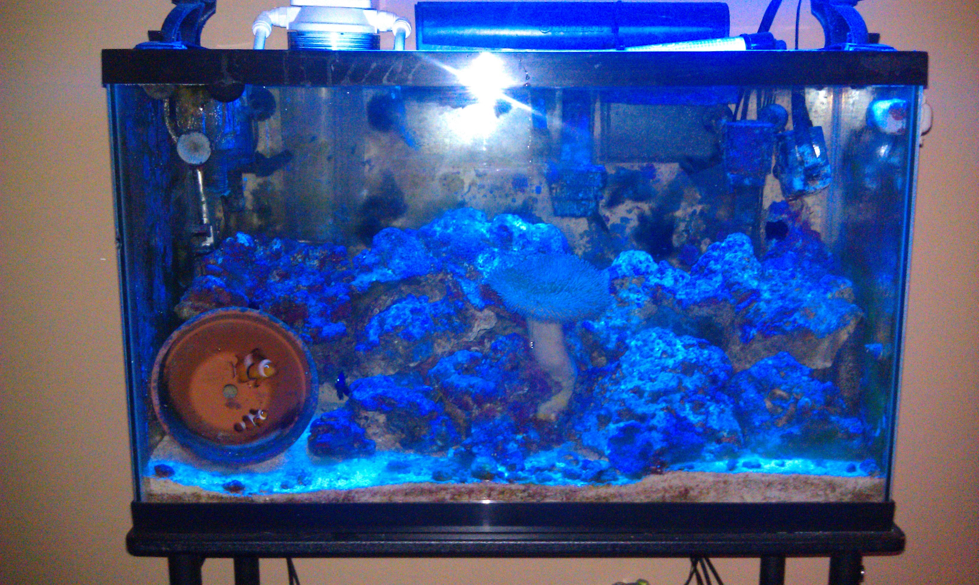 30 gallon saltwater tank 6 years old Saltwaterfish Forums for Fish Lovers