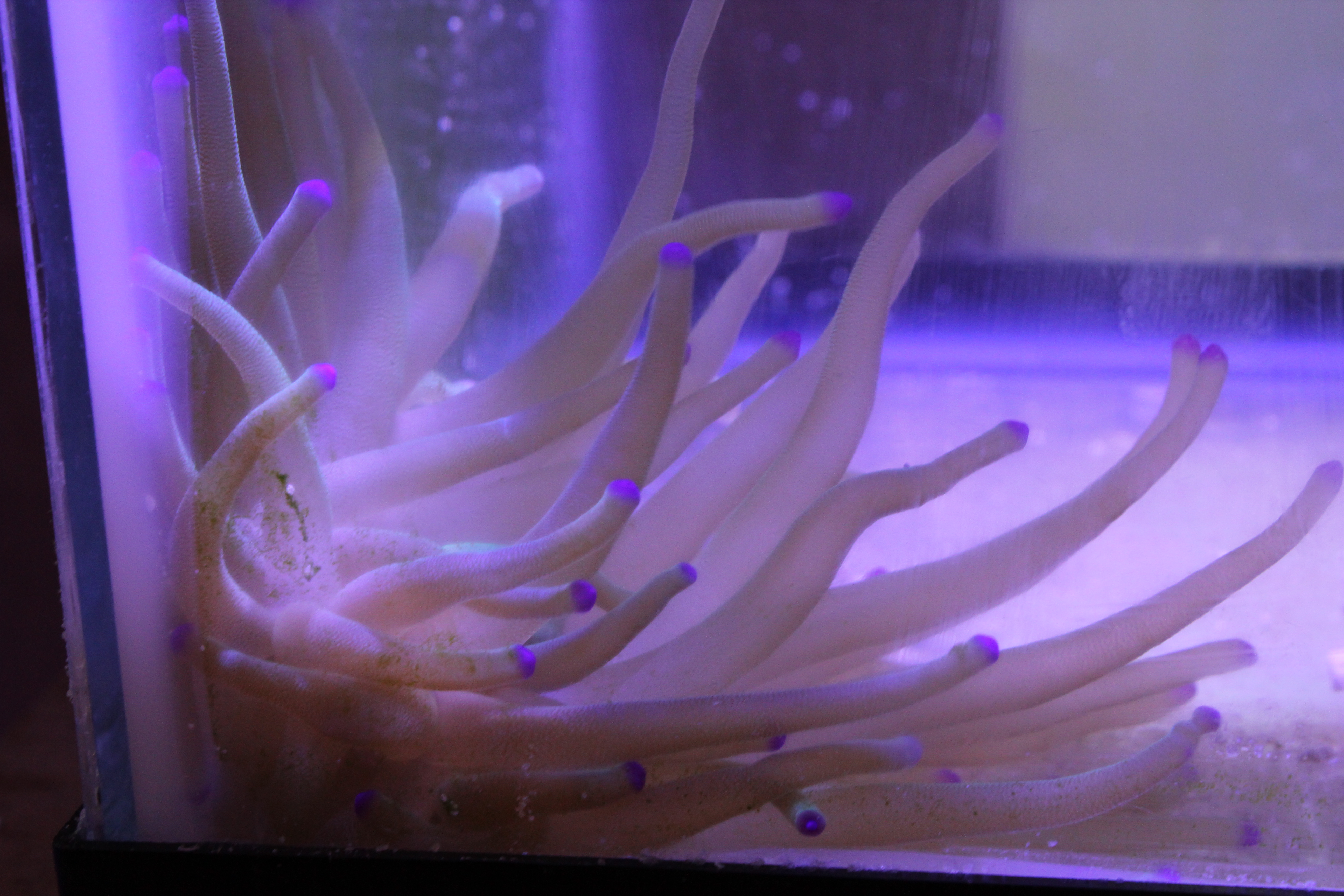 petco jellyfish