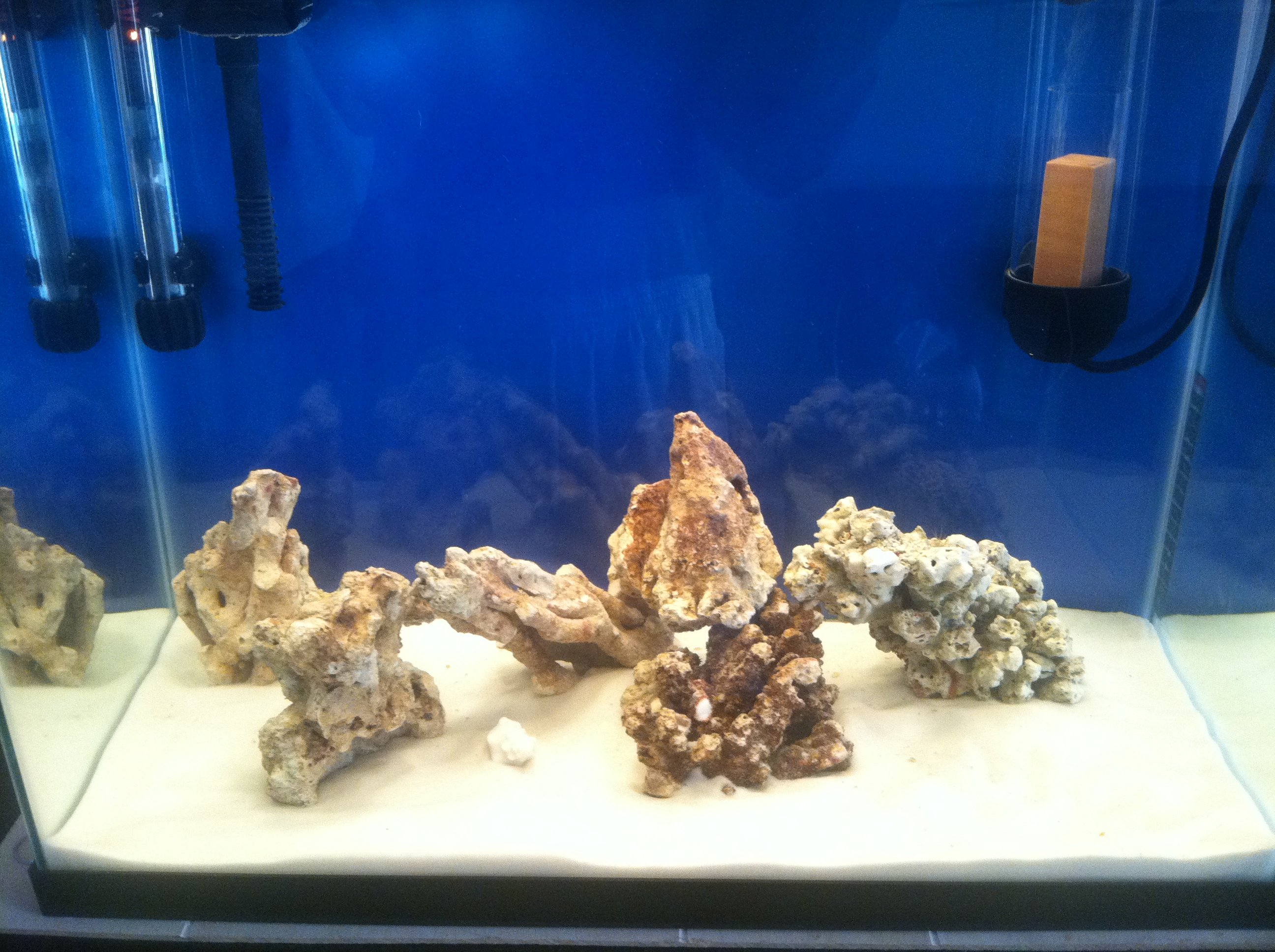 Advice On Saltwater Tanknitrogen Cycle Saltwaterfish Forum regarding Cycling A Saltwater Tank