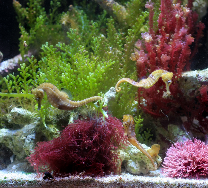 First Seahorse Aquarium Forums for