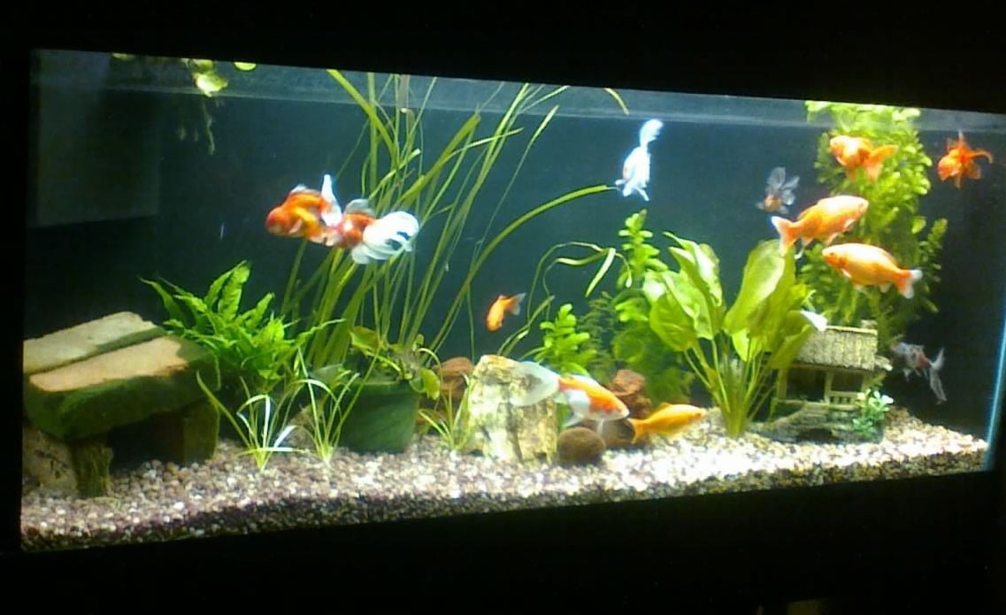 What the Heck - 120 Goldfish New set up