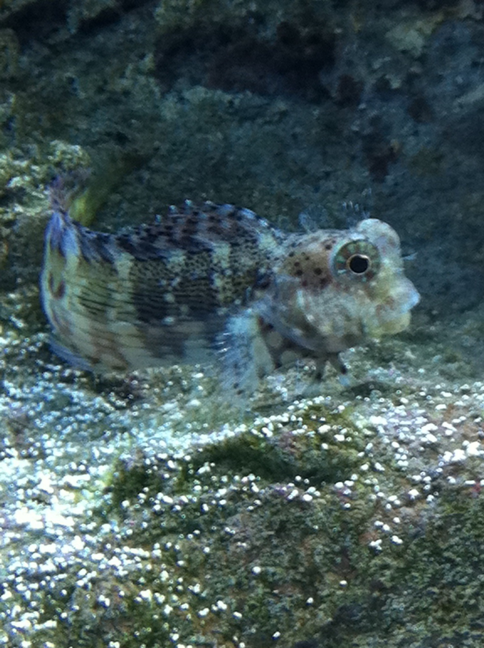 Is my Lawn Mower Blenny eating enough? | Saltwaterfish.com Forums for ...