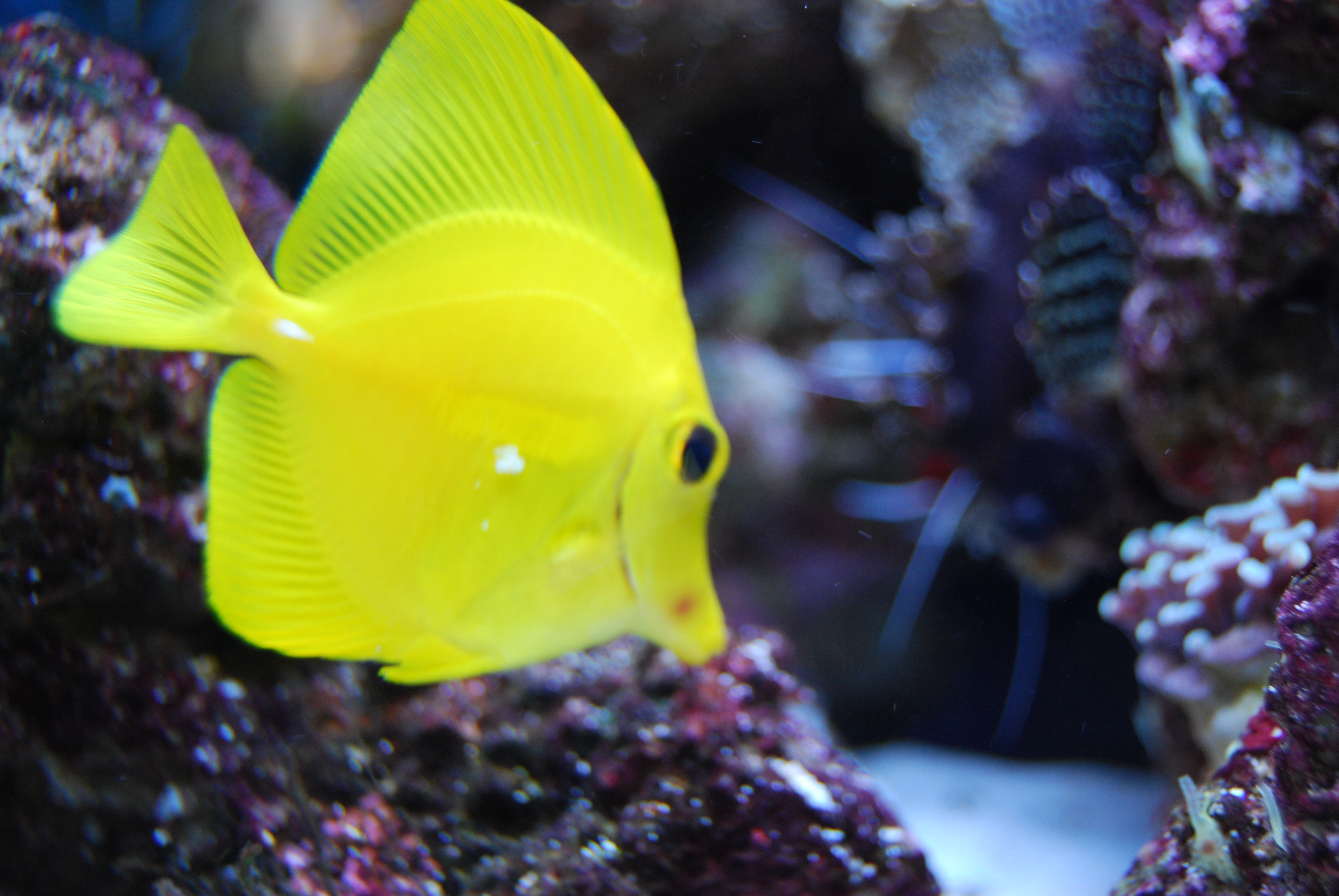 HELP! Tang with white thing on side Saltwaterfish Forum